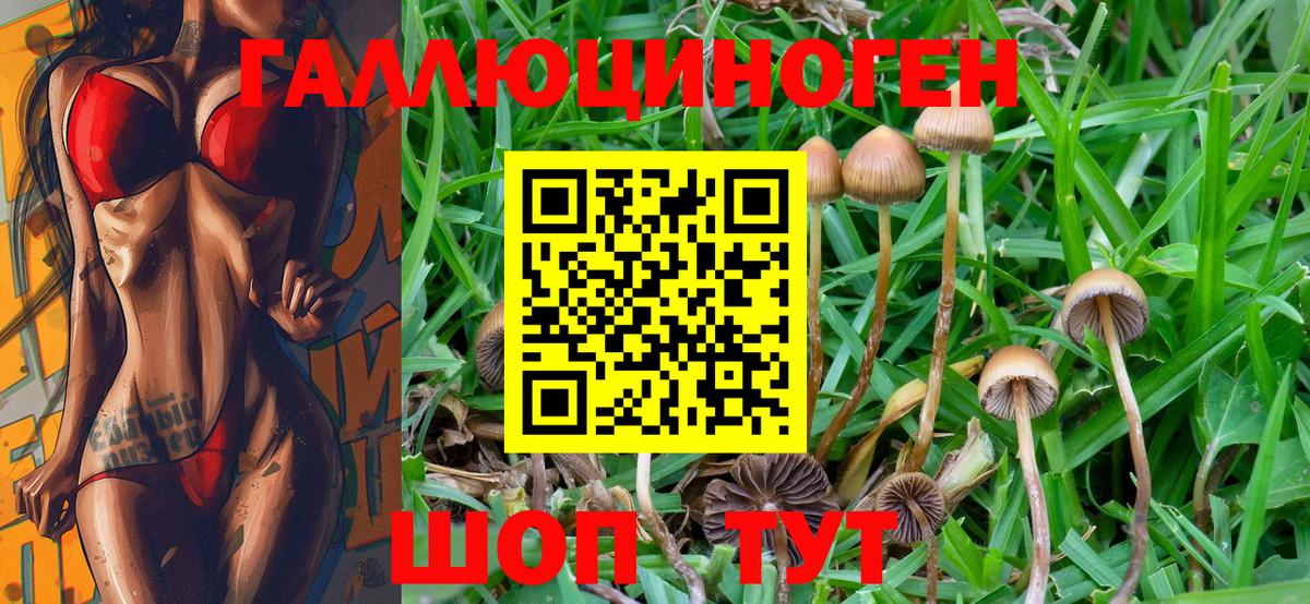 Дивногорск  Галлюциногенные грибы Psilocybine cubensis  Вход с VPN 